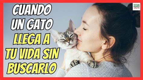 QUE SIGNIFICA CUANDO UN GATO LLEGA A TU VIDA SIN BUSCARLO