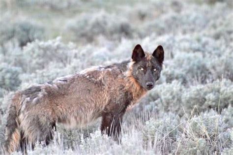 Yellowstone Wolf: Tracking the Packs