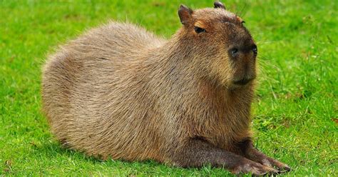 Capivara características e hábitos imagens Toda Matéria