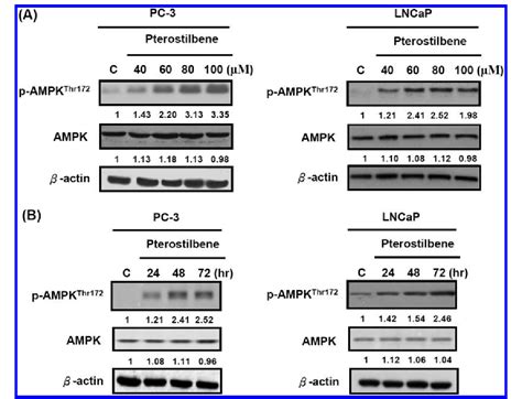 Figure 1 From Activation Of AMPK By Pterostilbene Suppresses