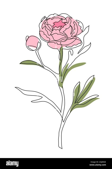 Peony Flower Brunch Continuous Line Vector Design One Line Drawing Art