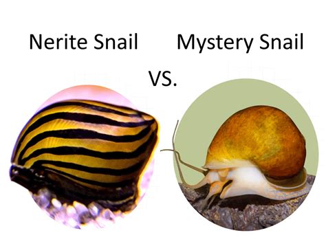 Nerite Snail vs Mystery Snail - The Right Snail For Your Aquarium