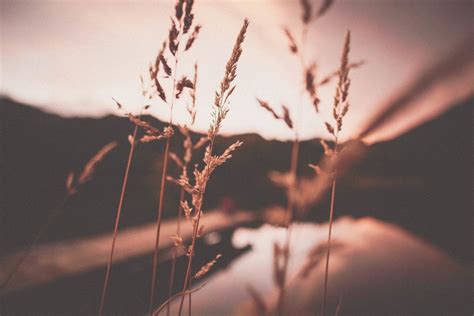 Bildet Natur Gren Lett Anlegg Solnedgang Fotografering Sollys