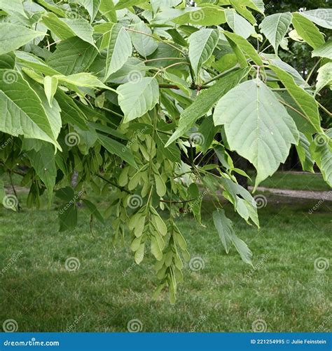 Boxelder Maple Stock Image Image Of Seed Leaf Maple 221254995