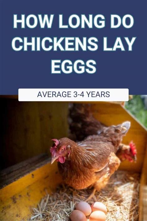 How Long Do Chickens Lay Eggs