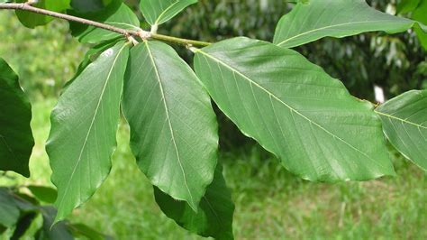 Beneficios De La Hoja De Sen