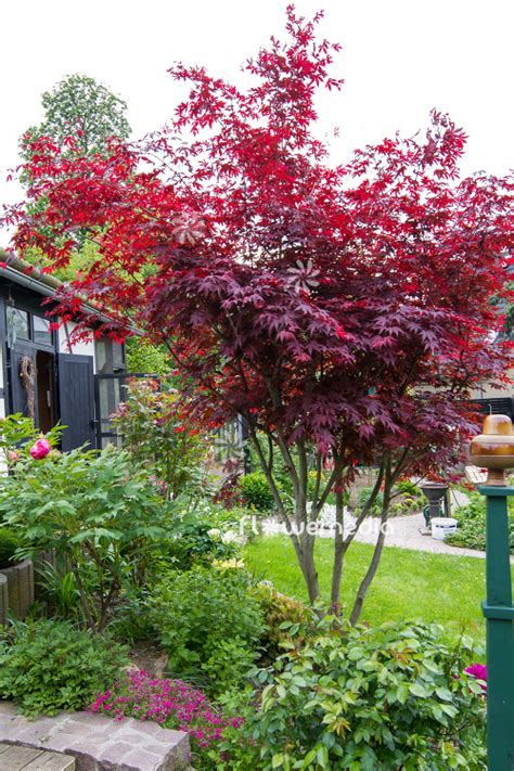 Red Maple Tree Landscaping Maple Tree Landscape Front Yard