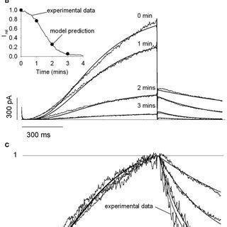 Model Of Regulation Of Kcnq Channels Function By The Gq Signaling