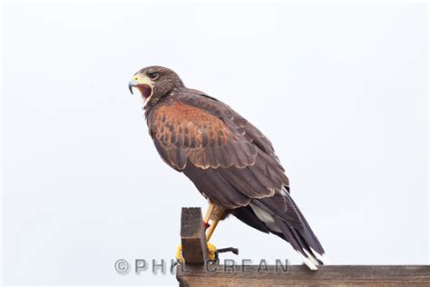 Phil Crean Photography Flora And Fauna Harris Hawk Parabuteo Unicinctus