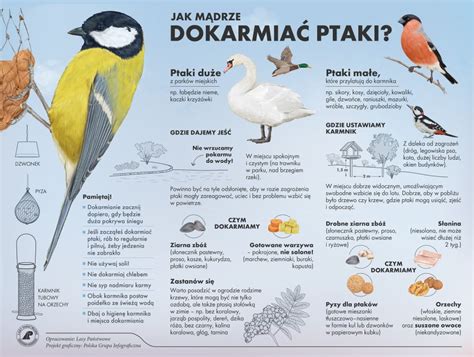 Dzikie zwierzęta dokarmiamy tylko w razie potrzeby Kamienskie info