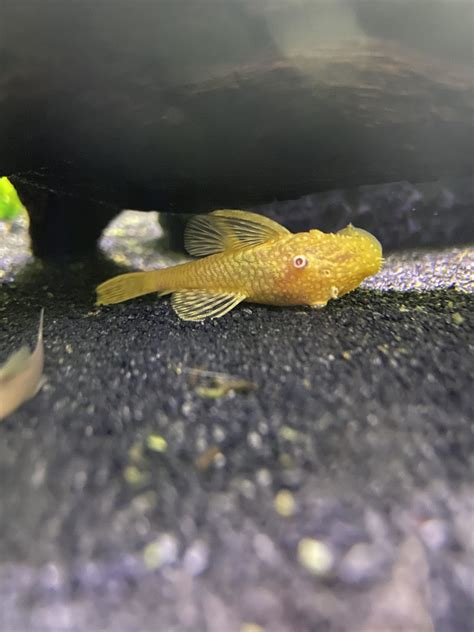 Albino Bristlenose Pleco Complete Guide To Care Breeding Tank Size