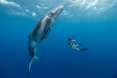 Humpbacks In Tonga — Dance With Whales