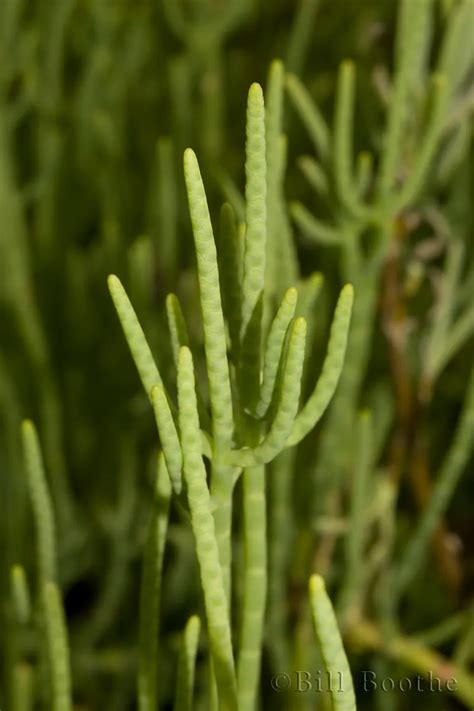 Perennial Glasswort | Wildflowers | Nature In Focus