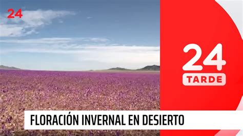 Floraci N Invernal En El Desierto Sorprende A Turistas Se Adelant La