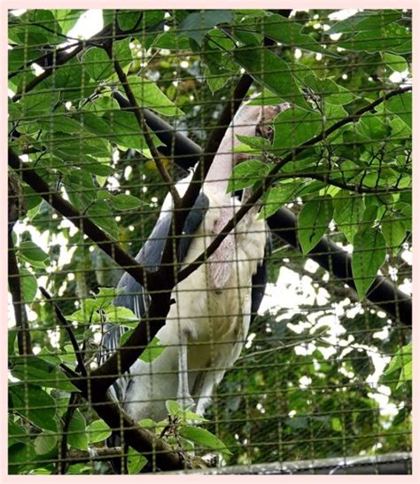 2022 6 6木柵 動物園 生態鳥園 白頭鳶 酸烏梅的溜溜球 Udn部落格