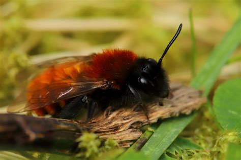 Andrena Fulva A Female April 2023 Fovslet Kolding Denm Erland