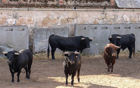 Españolito de Vellosino abre la tarde en Salamanca Orden de Lidia