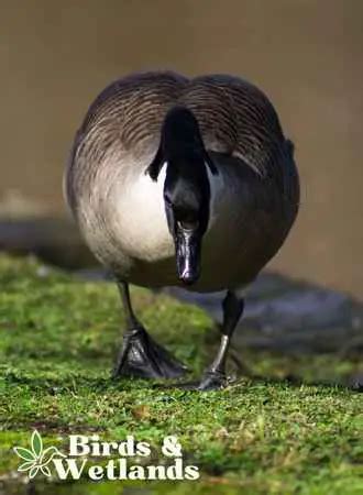 All About the Giant Canada Goose - Birds & Wetlands