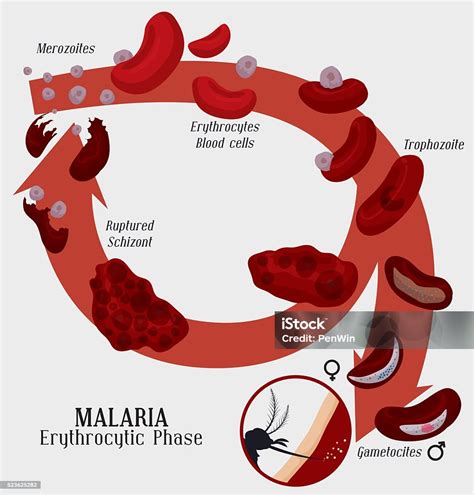 Vetores De Plasmódio Malarian Ciclo De Vida Células Vermelhas Do Sangue Infecção E Mais Imagens