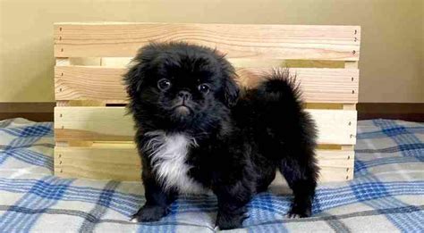 Pekinés: La raza de perro sagrada del budismo | Smylepets