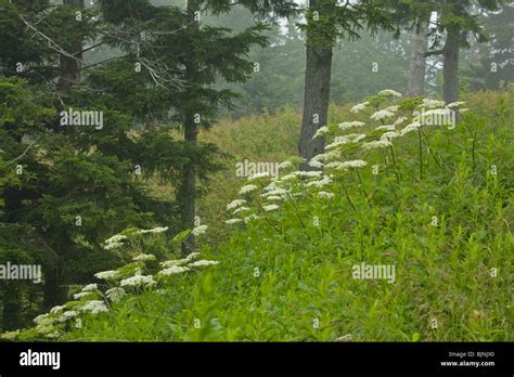 Wildflowers Blue Ridge Parkway Late Summer Nc Stock Photo Royalty