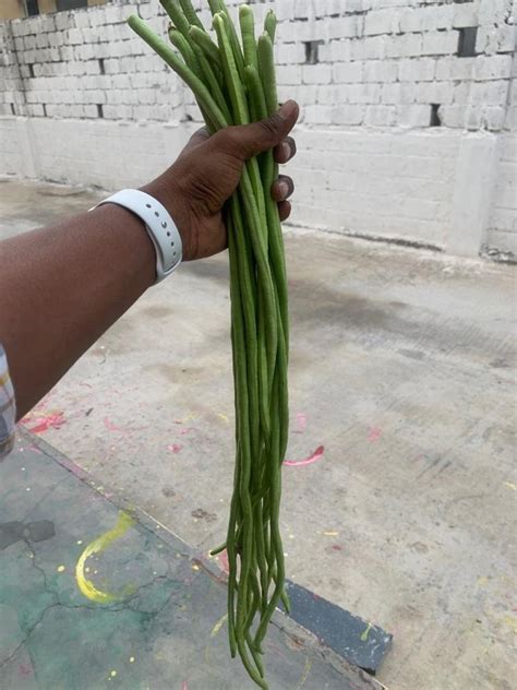 Green Yard Long Beans Seeds Bunti Packaging Type Pouch And Tin