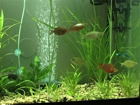 Breeding Rainbow fish | The Planted Tank Forum