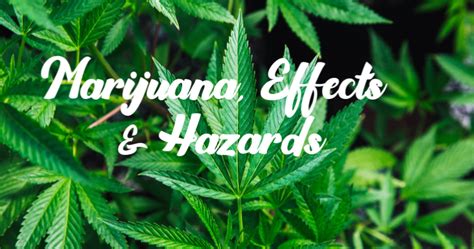 Marijuana, Effects & Hazards