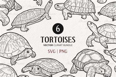 6 Tortoise Vector Clipart Cute Land Turtle Svg Line Art