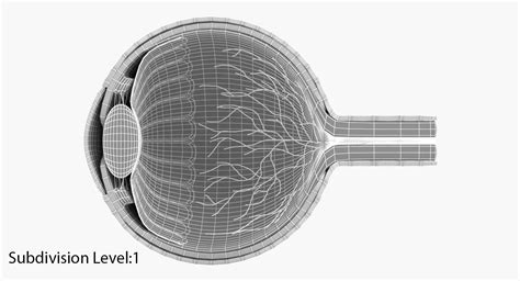 Eye anatomy 3D Model $79 - .max .fbx .obj - Free3D