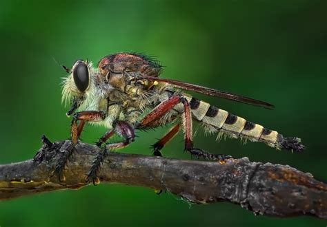 The Textures Of Insects Photo Contest Winners