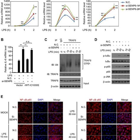 SENP6 Negatively Regulates TLR4 Induced NF K B Signaling A Loss Of