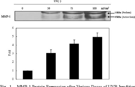 Table 1 From Fucoidan Inhibits UVB Induced MMP 1 Expression In Human