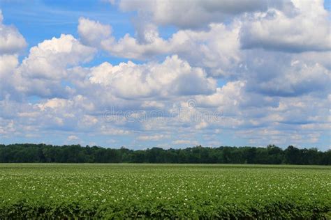 Farm Field Fresh Produce Crop Harvest Farming Land Harvesting Farmland ...