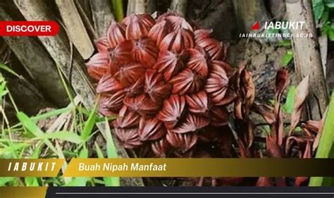 Intip 7 Manfaat Buah Nipah Yang Wajib Kamu Tahu Discover