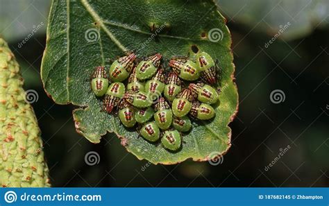 A Colony Of Baby Shield Bugs On A Leaf Stock Image Image Of Creepy