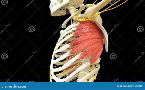 Serratus Anterior Muscle Anatomy For Medical Concept 3D Rendering Stock