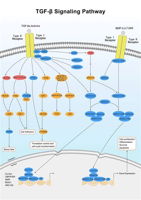 Elabscience TGF Beta Signaling Pathway Pathways Cell Biology