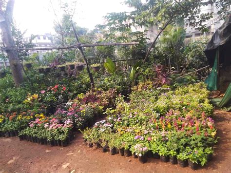 Sanjeev Shah Nursery In Ghatkopar East Mumbai Best Plant Nurseries In