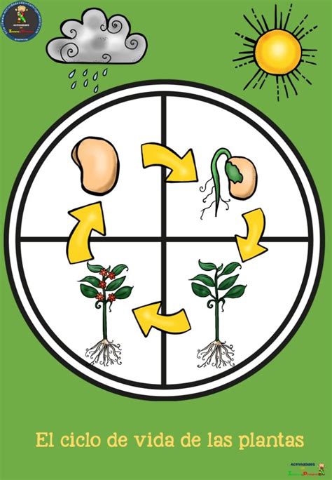 El Ciclo De Vida De Las Plantas