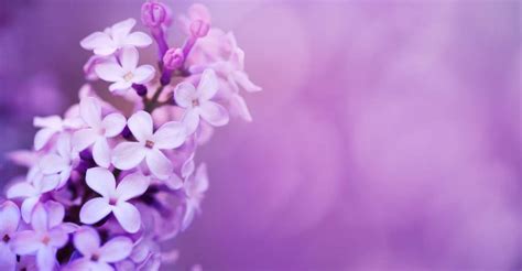 Lilac Dream Meaning - Do You Wish to Be Brilliant and Strong