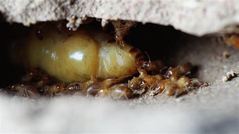 Queen Termite Laying Eggs