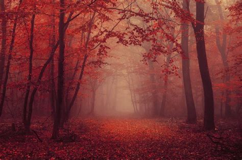 nature photography red forest autumn poster large relaxing landscape