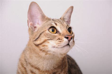 6 Ocicat Breeders - The List Of The Worthy Ones