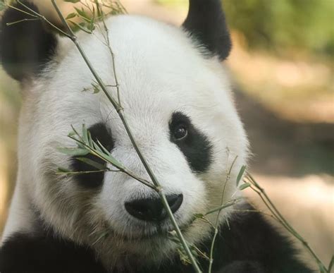 「panda Love」おしゃれまとめの人気アイデア｜pinterest｜tami Lanay 💙🐼🩵 パンダ かわいい パンダ うさぎ