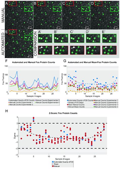 Fos protein: analysis and comparison of cells counted manually vs.... | Download Scientific Diagram