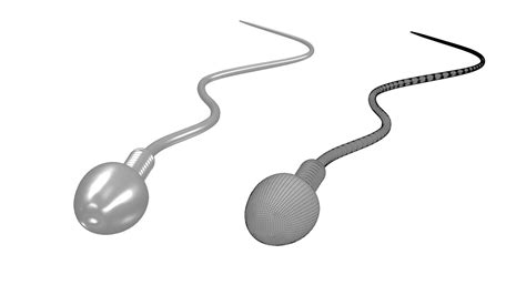 Printable Sperm Cell 3d Model 3d Printable Cgtrader