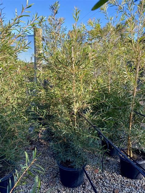 Callistemon Kings Park Special Cm Pot M High Warners