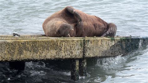 Wally the walrus is back... and delights onlookers on the Welsh coast ...