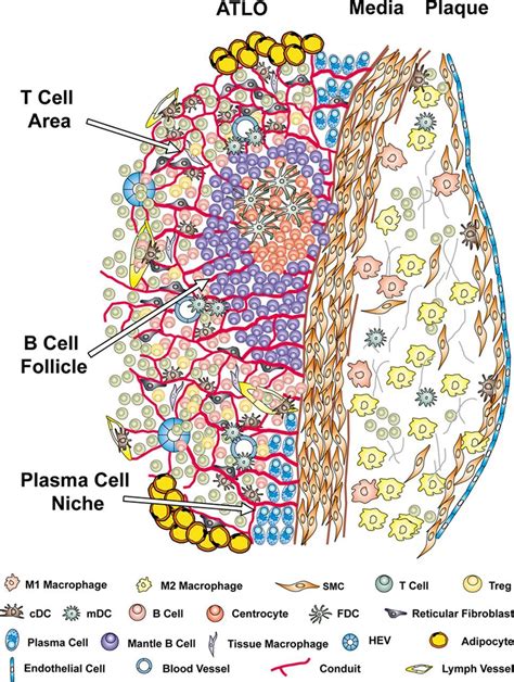 Artery Tertiary Lymphoid Organs Contribute To Innate And Adaptive